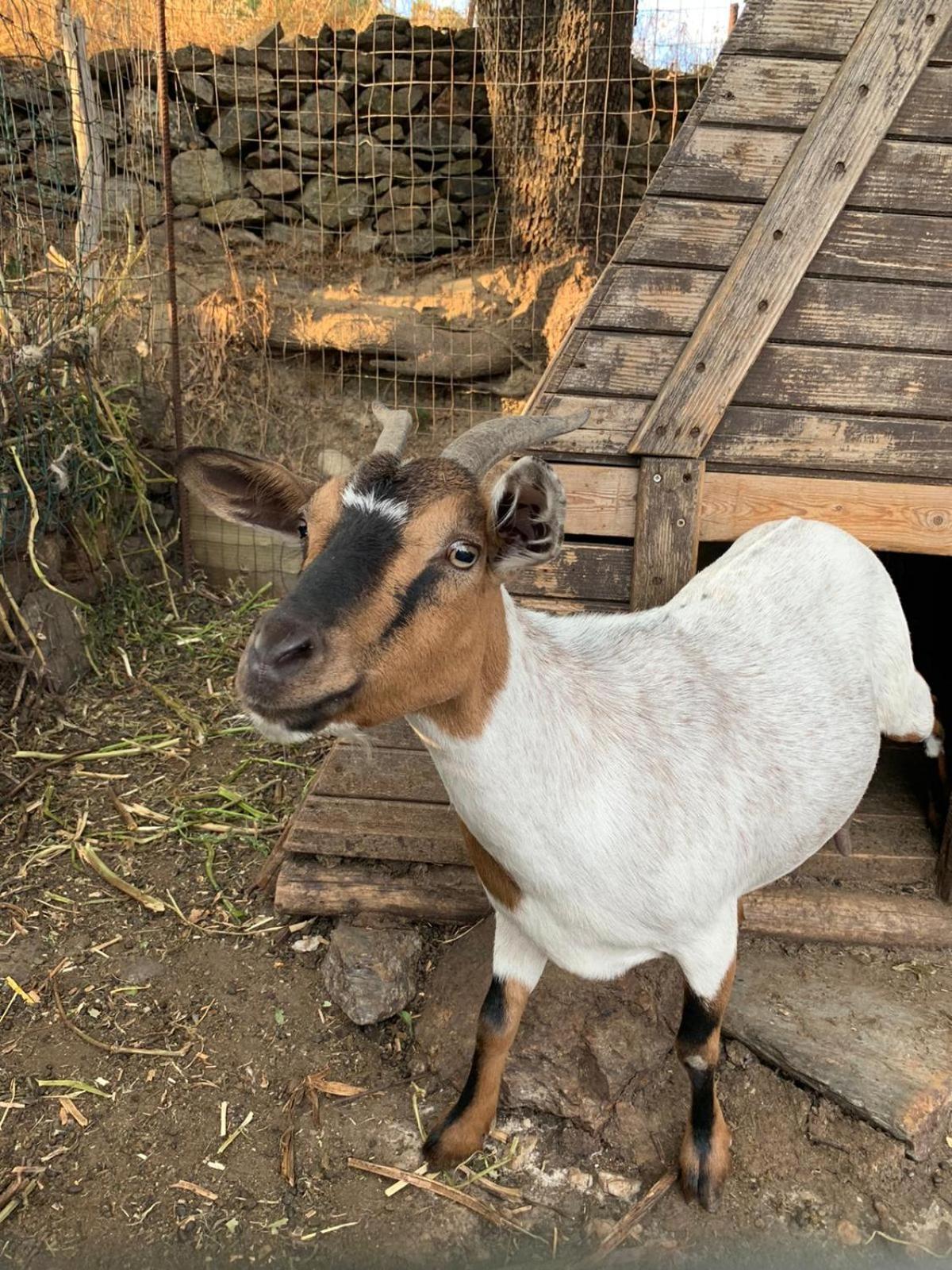B&B Helga'S Agricampeggio Seulo Екстер'єр фото